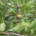 Pyrus amygdaliformis